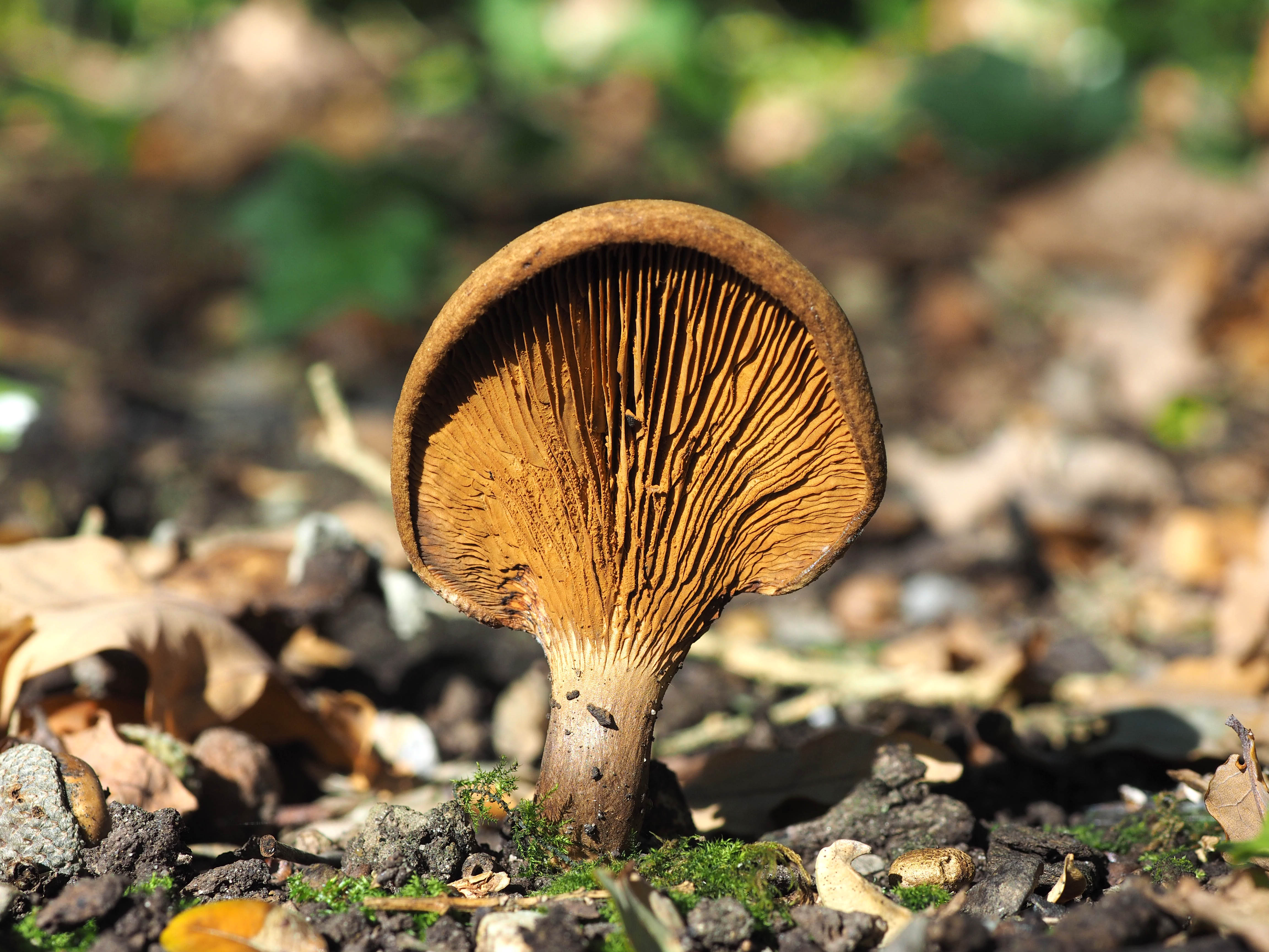 Welke waaier is dit?